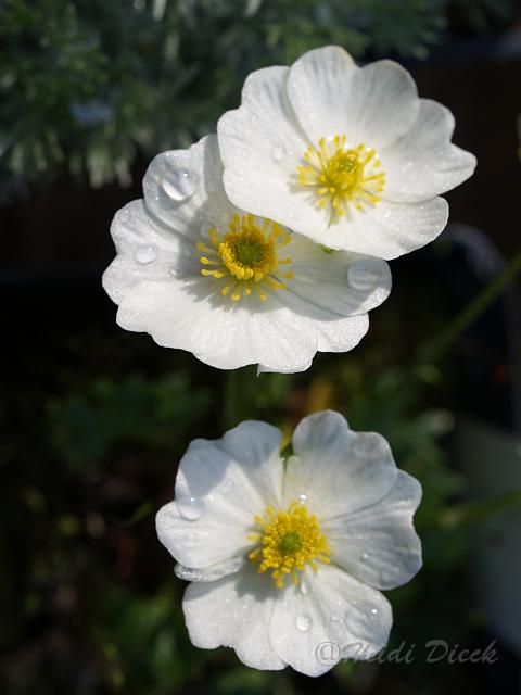 Ranunculus traunfellneri.JPG